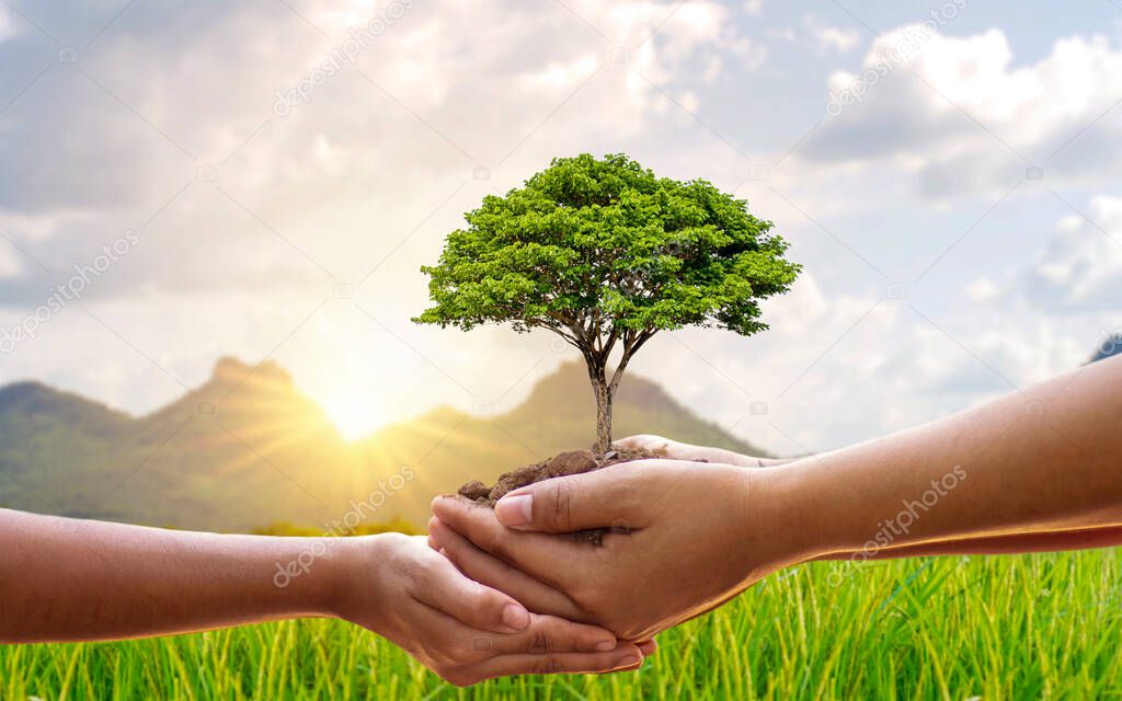 Trees growing in the hands of humans help to plant seedlings, conserve nature and plant trees.