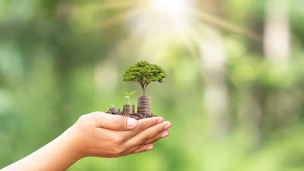 Plante Mudas Uma Pilha Moedas Dinheiro Mãos Humanas Incluindo Fundos — Fotografia de Stock