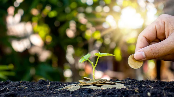 Plantando Árvores Pilha Dinheiro Chão Desfocado Fundo Natureza Verde Ideias — Fotografia de Stock