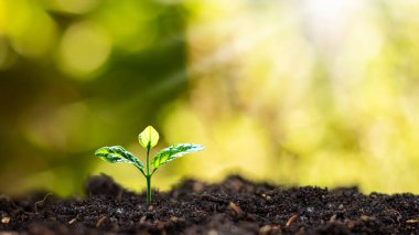 Sabahın köründe yerde büyüyen küçük ağaçlar, bulanık doğa arka planında. Eko kavramı.