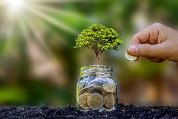 植物是从地上的钱罐和向植物捐赠硬币的手 投资理念和商业成功中生长出来的 — 图库照片