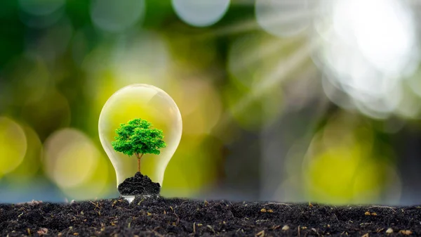 Trees grow in light bulbs energy saving and environmental ideas on earth day