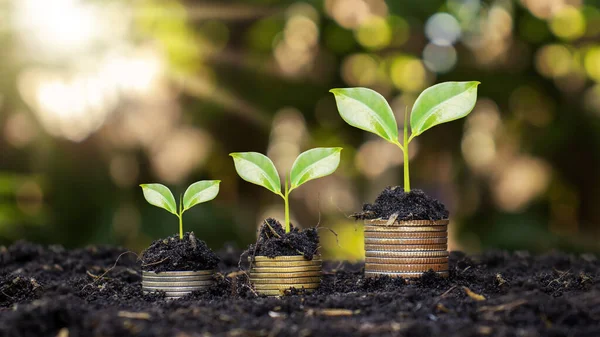 Coins and plants are grown on a pile of coins for finance and banking. The idea of saving money and increasing finances.