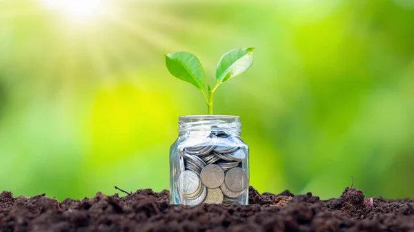 Small plants that grow bottle money, coins on soil, business and investment growth ideas.