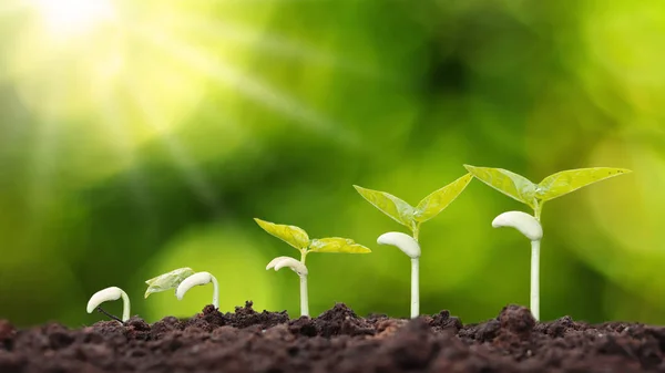 Wachstumsordnung Von Jungpflanzen Pflanzen Oder Jungen Bäumen Auf Natürlichem Hintergrund — Stockfoto