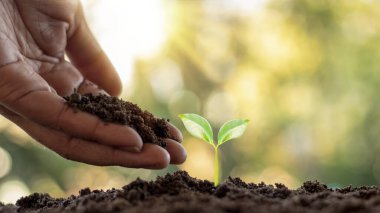 Ağaç dikme ve ağaç dikme, çiftçilerin elleriyle ağaç dikme, bitki yetiştirme fikirleri..