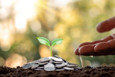İş adamının elleri yerde büyüyen bitkileri suluyor, madeni paralar ve doğal ışık ile finansal büyüme fikirleri.