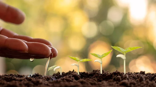 Cultivo Cultivos Suelos Fértiles Plantas Riego Incluyendo Demostración Etapas Crecimiento — Foto de Stock