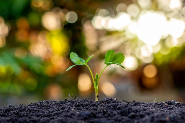 Árboles Con Hojas Verdes Que Crecen Suelo Fondo Naturaleza Verde —  Fotos de Stock