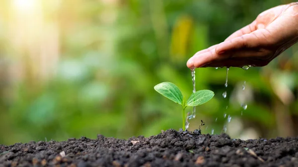 Mão Regando Plantas Que Crescem Solo Boa Qualidade Natureza Cuidado — Fotografia de Stock