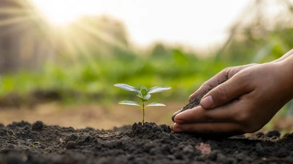 Boom Planten Boom Planten Inclusief Het Planten Van Bomen Door — Stockfoto