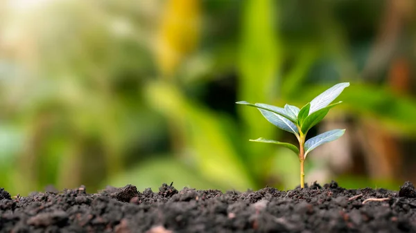 Pequeños Árboles Crecen Naturalmente Concepto Plantación Árboles Calidad Restauración Forestal — Foto de Stock