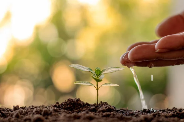 Homem Plantando Sementes Regando Pequenas Plantas Fundo Verde Conceito Dia — Fotografia de Stock