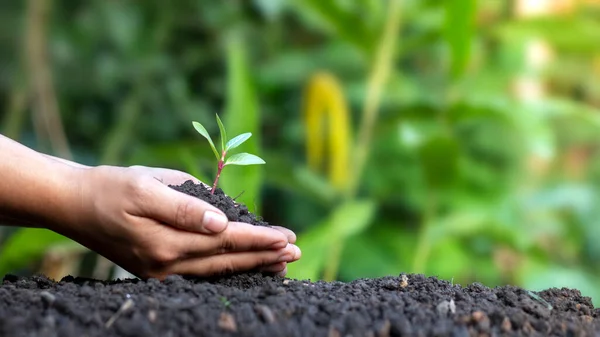 World environment day concept with girl holding small trees in both hands to plant in the ground.