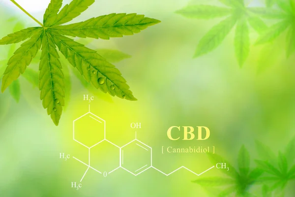 Cannabis for background or wallpaper. Chemical formula Cannabidiol (CBD) develops premium cannabis and cannabis products for medical purposes.