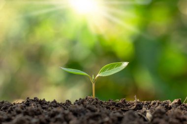 Tohumlar verimli topraktan yetişiyor ve sabah güneşi parlıyor. Ekoloji ve ekolojik denge kavramı.