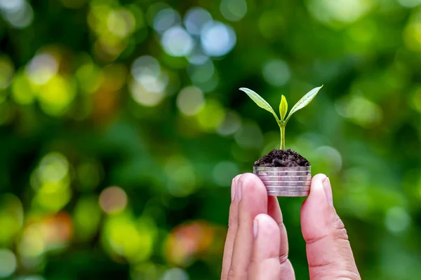 The tree grows sustainably on a coin in human hands including blurred green nature background.