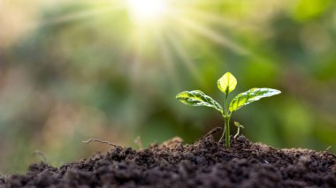 Yeşil yapraklı küçük ağaçlar doğal ve yumuşak güneş ışığı, sürdürülebilir bitki büyüme fikri.
