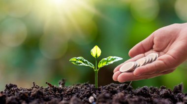 Sabah ışığında yerde büyüyen küçük ağaç ve bulanık yeşil arka planda ağaçlara bozuk para veren eller..