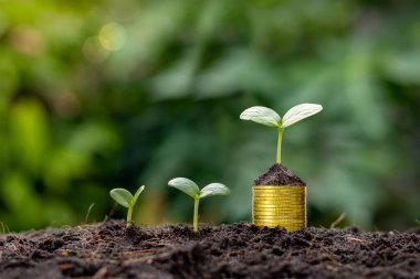 Ağaçlar ve bitkiler bozuk para yığınının üzerine dikilmiş, para biriktirme ve bankacılık fikirleri.