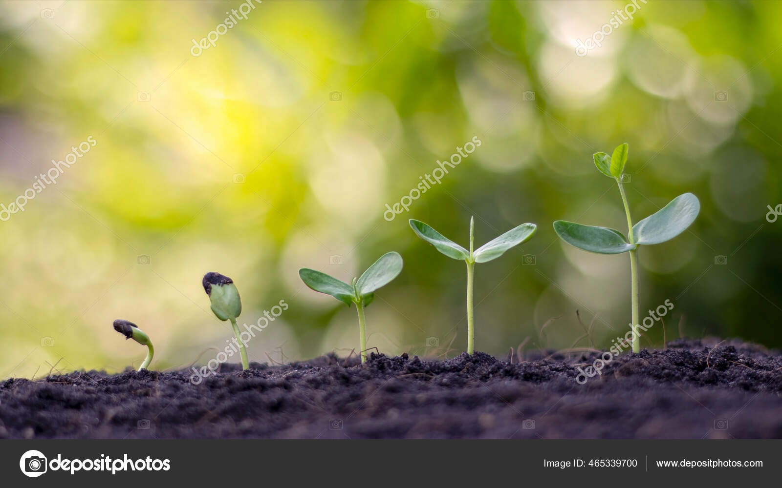 présentation de la séquence de germination des plantes et du