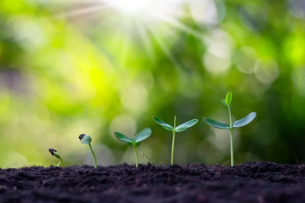 Malé Stromy Zelenými Listy Rostou Přirozeně Koncepce Zemědělství Udržitelného Růstu — Stock fotografie