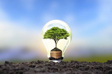 Ampul enerjisi tasarrufu ve çevre konseptinde gümüş sikke üzerinde büyüyen bir ağaç..