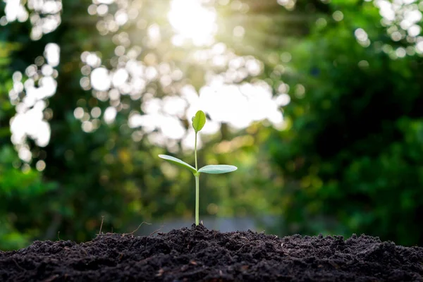 Small Trees Growing Soil Concept Cropping Seeding — Stock Photo, Image
