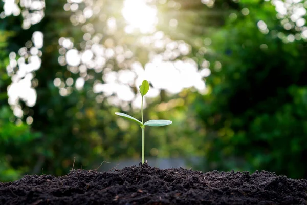 Pequeños Árboles Están Creciendo Alrededor Del Suelo Concepto Cultivo Siembra —  Fotos de Stock