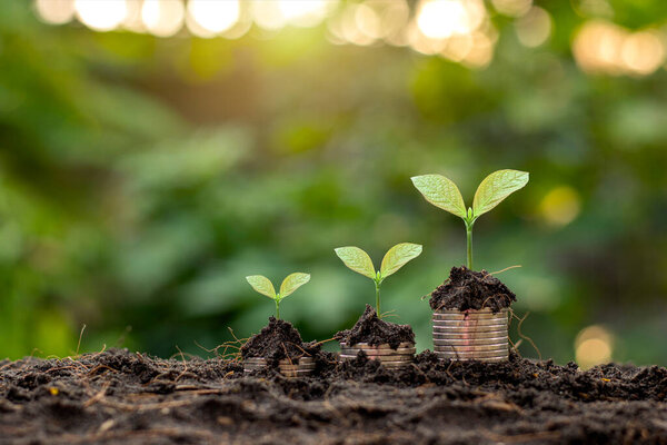 Financial and business growth success concept with coin tree planting and blurred green background.