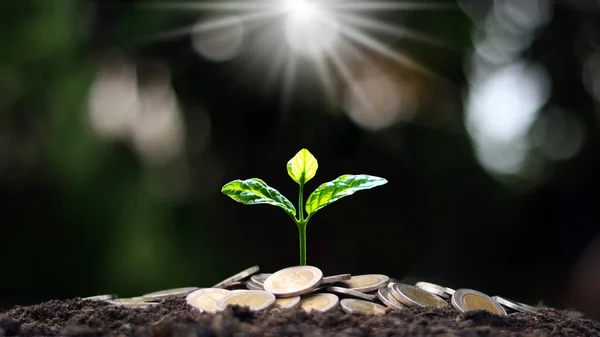 Conceptul Succes Financiar Afaceri Plantare Arbori Monede Fundal Verde Neclar — Fotografie, imagine de stoc