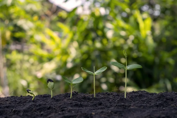 Small Trees Different Sizes Growing Green Background Concept Caring Environment — Stock Photo, Image