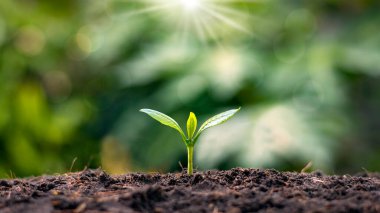 Yeşil yapraklı küçük ağaçlar, doğal büyüme ve güneş ışığı, tarım ve sürdürülebilir bitki büyümesi kavramı.