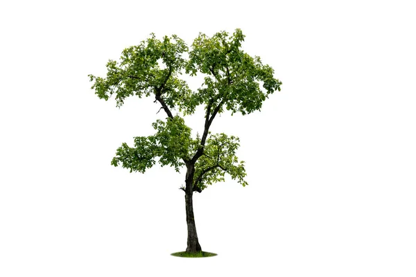 Strom Izolovaný Bílém Pozadí Nebo Izolovaný Strom Tropickém Deštném Pralese — Stock fotografie