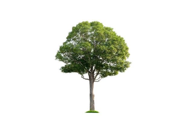 Green Tree Isolated White Background Drawing Landscape Layout Environmental Elements — Stock Photo, Image