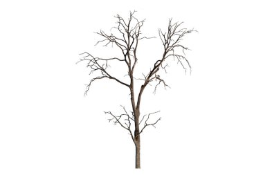 Beyaz arkaplanda izole edilmiş tek bir yaşlı ve ölü ağaç