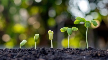 Zeminde yetişen ağaçların zengin doğal ortamlarını gösteriyor. Doğal bitki büyümesi ve ağaç bakımıyla ilgili fikirler.