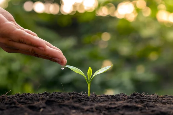 Agricultores Estão Regando Pequenas Plantas Mão Com Conceito Dia Mundial — Fotografia de Stock