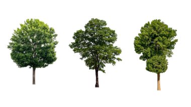 Mimari tasarım, yayınlar ve web sitesi dekorasyonunda kullanılmak üzere beyaz zemin üzerinde izole edilmiş güzel ağaç koleksiyonu.