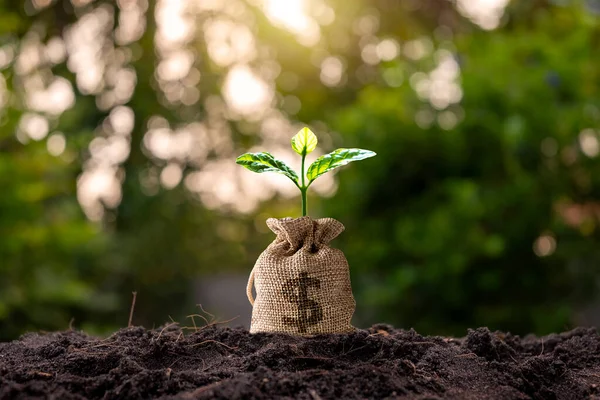 Züchten Sie Pflanzen Für Geld Auf Dem Geld Das Der — Stockfoto