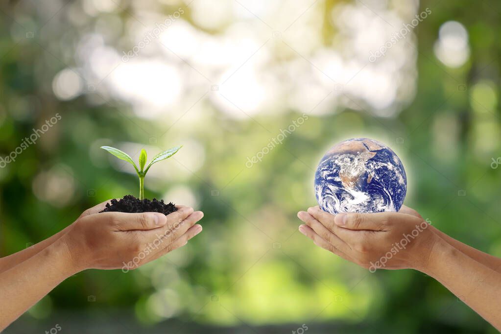 Exchange of planets in the hands of humans with young plants in the hands of humans, concept of Earth Day and Conservation of the Environment.Elements of this image decorated by NASA.
