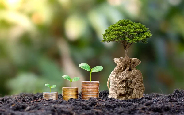 Plantando Uma Árvore Com Muito Dinheiro Uma Bolsa Poupança Crescendo — Fotografia de Stock