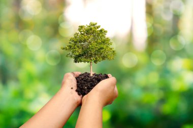 Ağaçlar, doğal yeşil arkaplan, bitki büyümesi ve çevresel koruma kavramına sahip insanların ellerinde toprağa ekilirler..