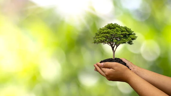 Los Árboles Plantan Suelo Manos Humanas Con Fondos Verdes Naturales — Foto de Stock