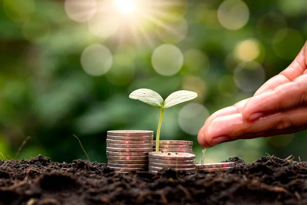 A seedling growing on a pile of coins and hands nourishes the plant, as well as watering the seedlings with a natural green background, the idea of saving money and growing economically.