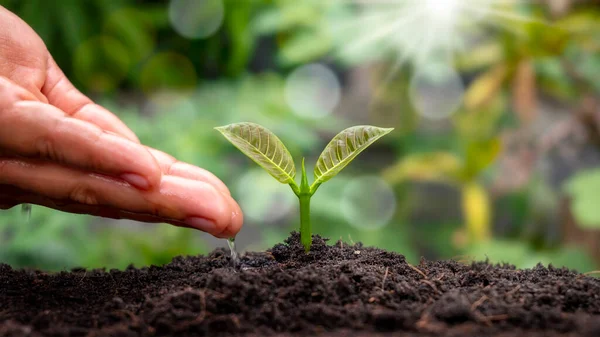 Seedlings that grow on fertile soil and hands nourish the plants as well as water the seedlings with a natural green background.