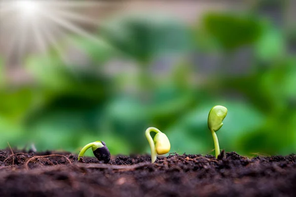 Concepto Crecimiento Cultivo Plantas Árboles Que Crecen Suelos Fértiles Respectivamente —  Fotos de Stock