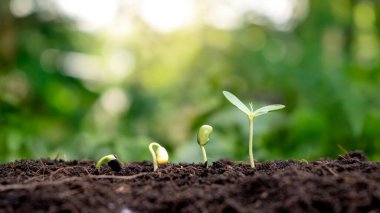 Yeşil arka plan kavramında büyüyen küçük ağaçlar çevre ve dünya çevresi ile ilgilenme günü.