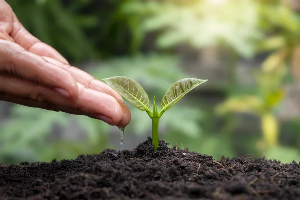 Anbau Von Pflanzen Auf Fruchtbarem Boden Und Bewässerung Von Pflanzen — Stockfoto