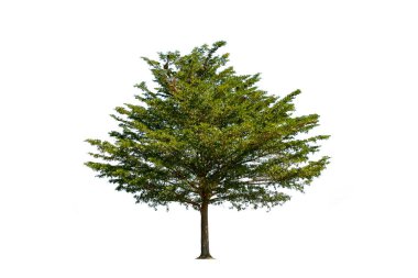 Reklam tasarımı ve mimarisi için beyaz arka planda güzel yeşil yaprakları olan bir ağaç..